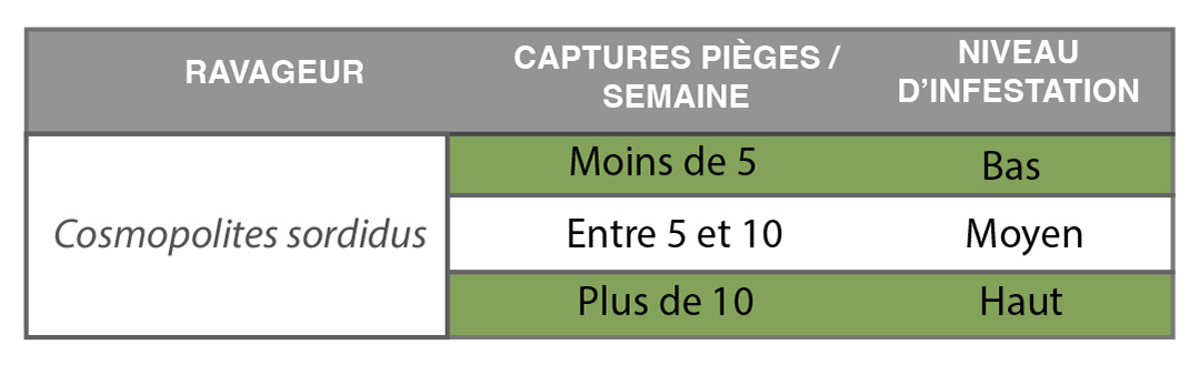 capturas de cosmopolite sordidus
