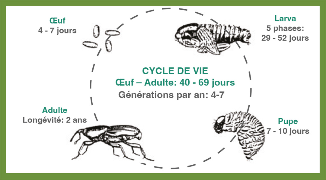 ciclo de vida del cosmopolite sordidus